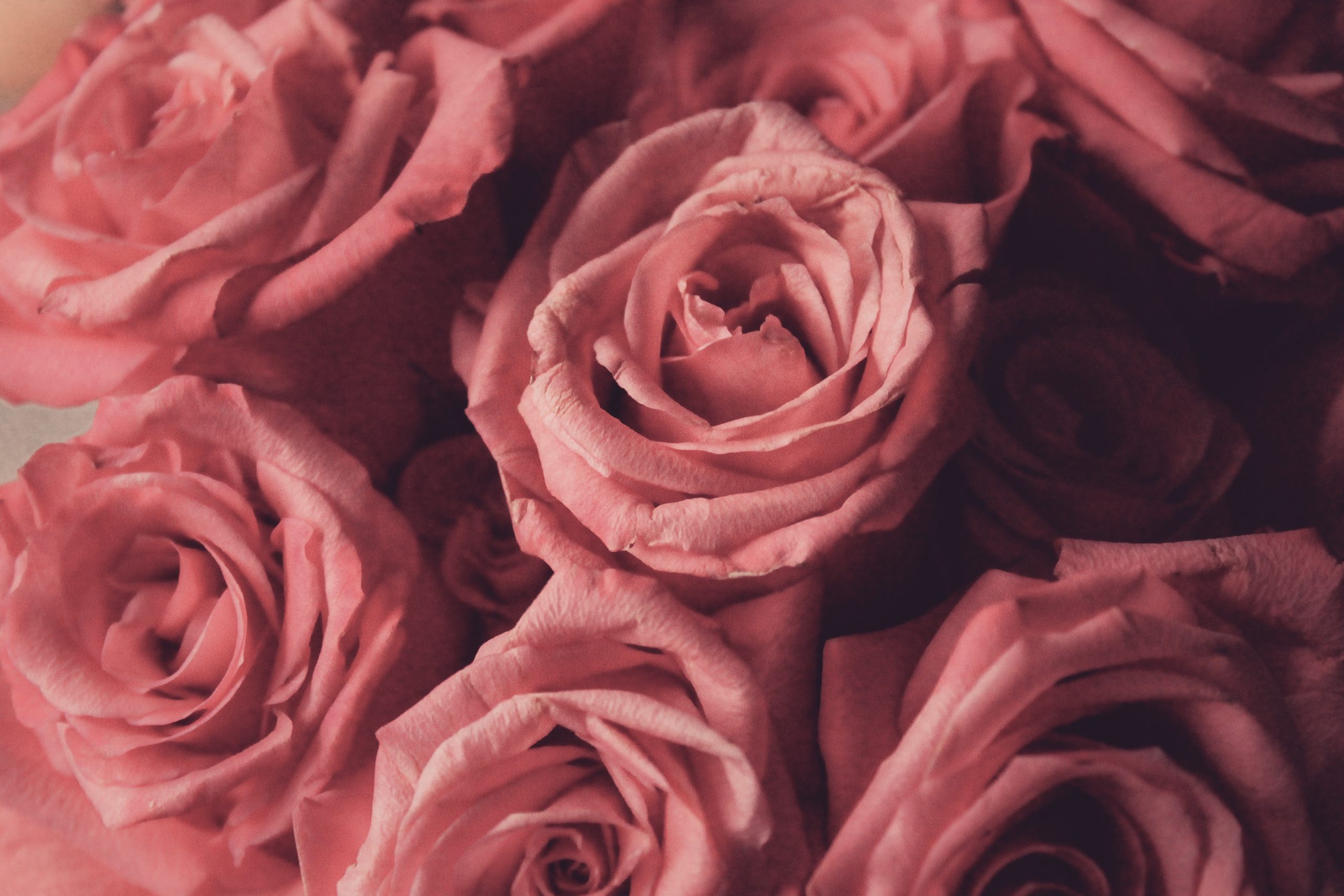 //weddingdc.in/wp-content/uploads/2020/04/pink-roses-1447367-scaled.jpg